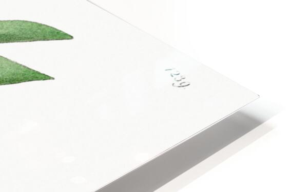 Two-edged dendrobium from Edwards Botanical Register 1829-1847  by Sydenham Edwards John Lindley and James Ridgway. HD Sublimation Metal print