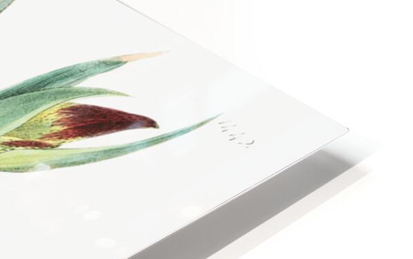 The parrot gladiole from Edwards Botanical Register 1829-1847  by Sydenham Edwards John Lindley and James Ridgway. HD Sublimation Metal print