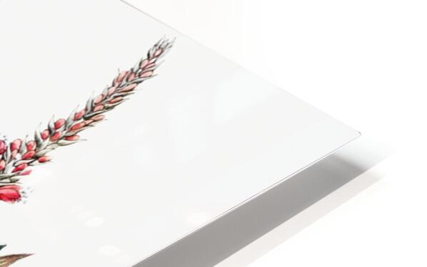 Stem-clasping polygonum from Edwards Botanical Register 1829-1847  by Sydenham Edwards John Lindley and James Ridgway. HD Sublimation Metal print