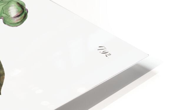 Tall calotropis from Edwards Botanical Register 1829-1847  by Sydenham Edwards John Lindley and James Ridgway. HD Sublimation Metal print