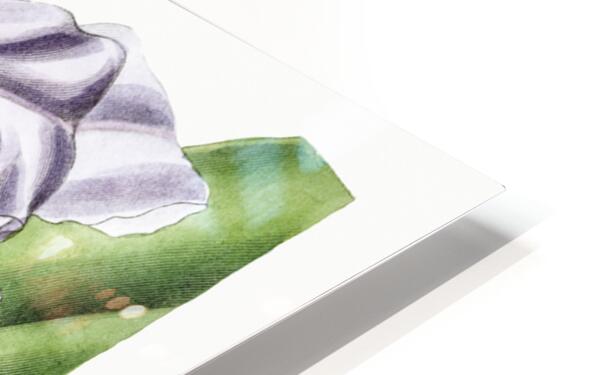 Crimson-lipped cattleya from Edwards Botanical Register 1829-1847  by Sydenham Edwards John Lindley and James Ridgway. HD Sublimation Metal print