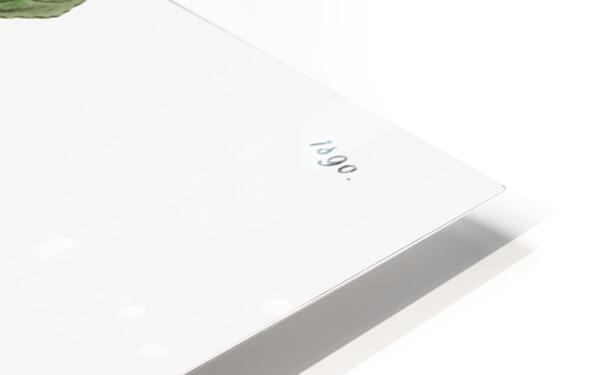 Spathula-leaved thorn from Edwards Botanical Register 1829-1847  by Sydenham Edwards John Lindley and James Ridgway. HD Sublimation Metal print