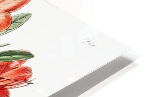 The brick-red Chinese azalea from Edwards Botanical Register 1829-1847  by Sydenham Edwards John Lindley and James Ridgway. HD Sublimation Metal print