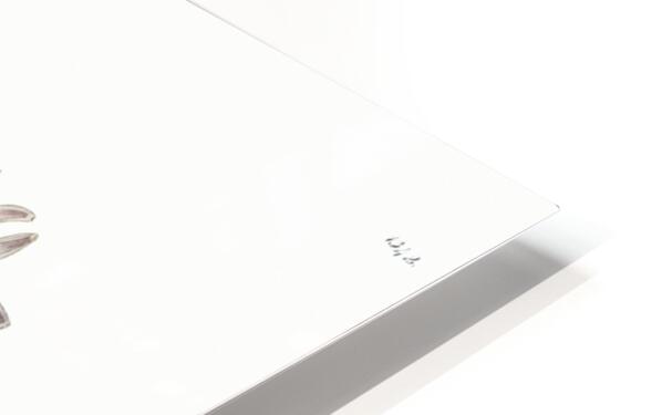 Lilac senecio from Edwards Botanical Register 1829-1847  by Sydenham Edwards John Lindley and James Ridgway. HD Sublimation Metal print