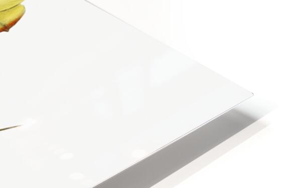 One spined opuntia from Edwards Botanical Register 1829-1847  by Sydenham Edwards John Lindley and James Ridgway. HD Sublimation Metal print