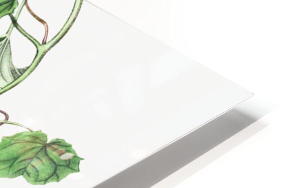 Twinning red-cloak from Edwards Botanical Register 1829-1847  by Sydenham Edwards John Lindley and James Ridgway. HD Sublimation Metal print