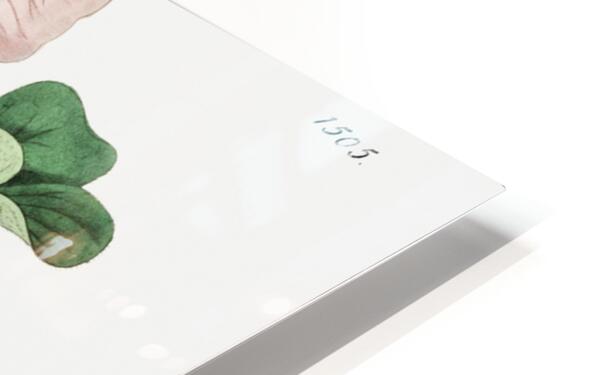 Variable oxalis from Edwards Botanical Register 1829-1847  by Sydenham Edwards John Lindley and James Ridgway. HD Sublimation Metal print