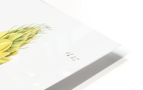 Yellow perennial lupine from Edwards Botanical Register 1829-1847  by Sydenham Edwards John Lindley and James Ridgway. HD Sublimation Metal print