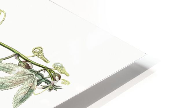 Mrs.Marryats tacsonia from Edwards Botanical Register 1829-1847  by Sydenham Edwards John Lindley and James Ridgway. HD Sublimation Metal print