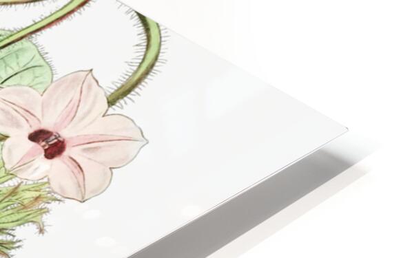 Mr.Aitons ipomoea from Edwards Botanical Register 1829-1847  by Sydenham Edwards John Lindley and James Ridgway. HD Sublimation Metal print