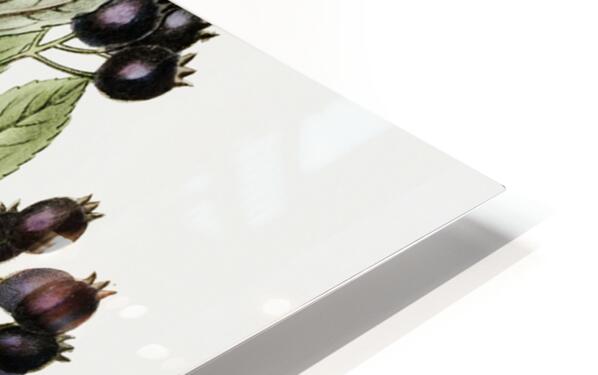 Broad-leaved thorn from Edwards Botanical Register 1829-1847  by Sydenham Edwards John Lindley and James Ridgway. HD Sublimation Metal print