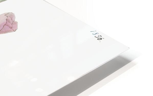 Ruddy godetia from Edwards Botanical Register 1829-1847  by Sydenham Edwards John Lindley and James Ridgway. HD Sublimation Metal print