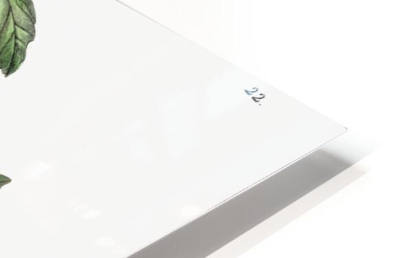 Red loasa from Edwards Botanical Register 1829-1847  by Sydenham Edwards John Lindley and James Ridgway. HD Sublimation Metal print