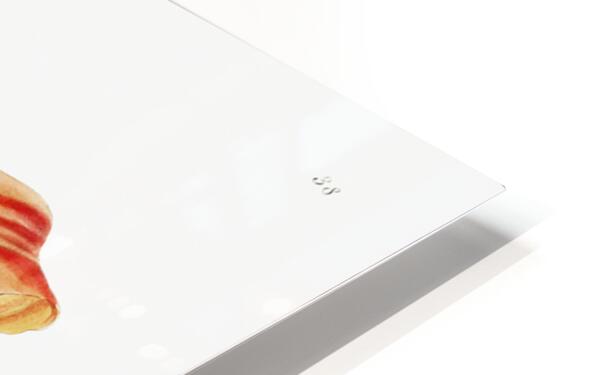 Thunbergs orange lily from Edwards Botanical Register 1829-1847  by Sydenham Edwards John Lindley and James Ridgway. HD Sublimation Metal print