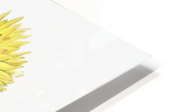 Two-coloured Helichrysum from Edwards Botanical Register 1829-1847  by Sydenham Edwards John Lindley and James Ridgway. HD Sublimation Metal print