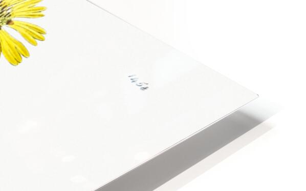 Elegant madia from Edwards Botanical Register 1829-1847  by Sydenham Edwards John Lindley and James Ridgway. HD Sublimation Metal print