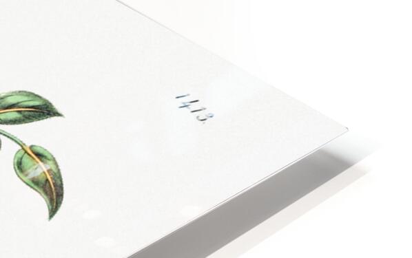 Pink Turraea pinnata from Edwards Botanical Register 1829-1847  by Sydenham Edwards John Lindley and James Ridgway. HD Sublimation Metal print