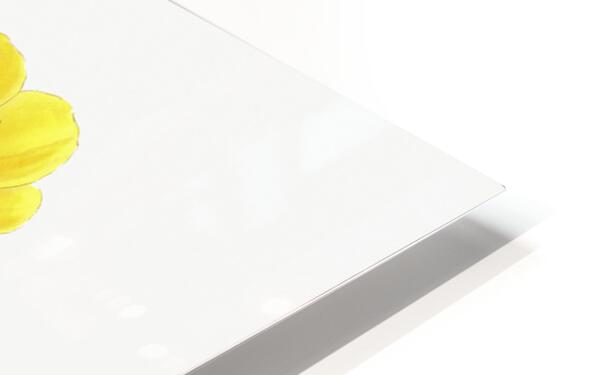 Long-stalked ledocarpum from Edwards Botanical Register 1829-1847  by Sydenham Edwards John Lindley and James Ridgway. HD Sublimation Metal print