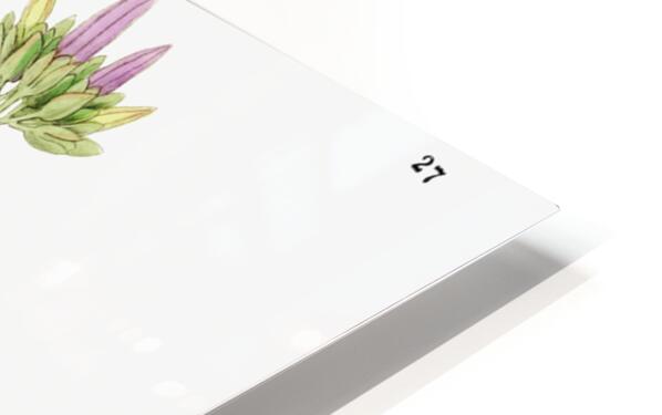 Hoary jacquemontia from Edwards Botanical Register 1829-1847  by Sydenham Edwards John Lindley and James Ridgway. HD Sublimation Metal print