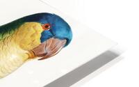 Buru green parrot  HD Metal print