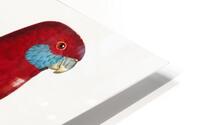Crimson rosella  HD Metal print