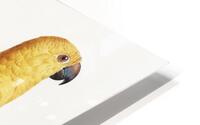 Sun parakeet  HD Metal print