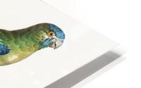 Turquoise parrot  HD Metal print