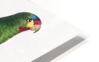 Swift parrot HD Metal print