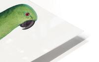 Ring-necked parakeet  HD Metal print