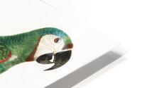 Illigers macaw  HD Metal print