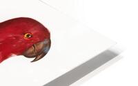 Eclectus parrot  HD Metal print
