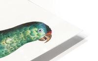 Ingambe parakeet  HD Metal print