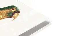 Musk lorikeet  HD Metal print