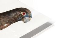 Lesser vasa parrot  HD Metal print