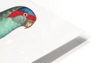 Musk lorikeet  HD Metal print