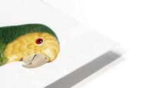 Yellow-shouldered parrot  HD Metal print