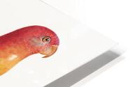 Crimson shining parrot  HD Metal print
