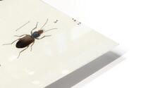 Different types of beetles HD Metal print