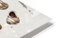 Different types of mollusks HD Metal print