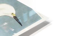 Snowy Heron or White Egret HD Metal print