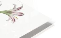 Amaryllis illustration  HD Metal print