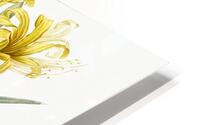 Golden Hurricane Lily illustration  HD Metal print