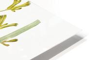 Anigozanthos flavida illustration  HD Metal print