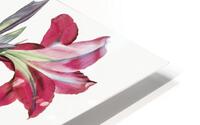 Brazilian amaryllis illustration  HD Metal print