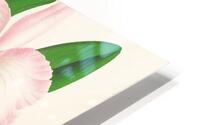 Cattleya Mendeli HD Metal print