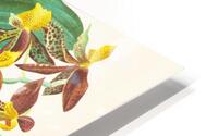Catasetum rodigasianum HD Metal print