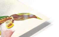 Cypripedium praestans var kimballianum HD Metal print