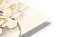 Phalaenopsis Stuartiana HD Metal print