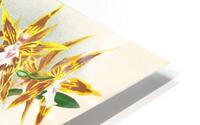 Odontoglossum boddaertianum HD Metal print