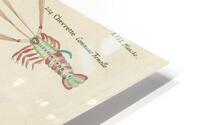 Colourful and surreal illustrations of fishes lobsters and crab found in Moluccas Indonesia and the East Indies by Louis Renard 1678 -1746 from Histoire naturelle des plus rares curiositez de la mer des Indes 1754. HD Metal print